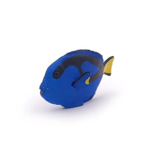 Cirujano de peces - Papo