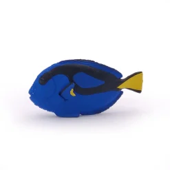 Cirujano de peces - Papo