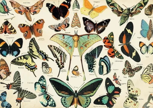 Mariposas según Millot - Puzzle Michèle Wilson
