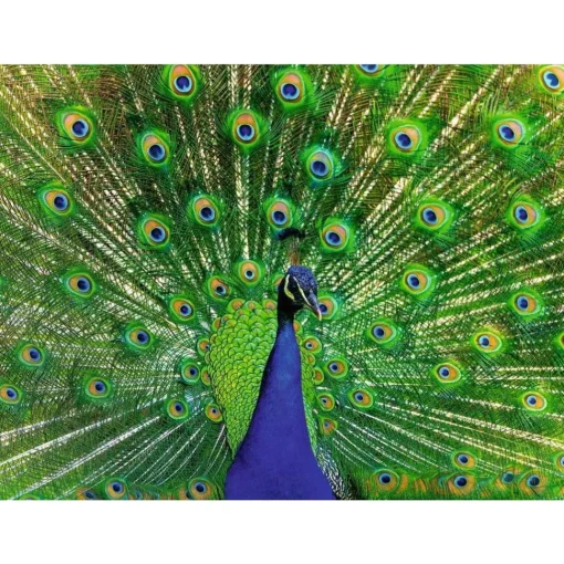 Puzzle Pavo real 500 pzs - Ravensburger