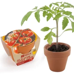 Tomate cherry ecológico en maceta - Radis et Capucine