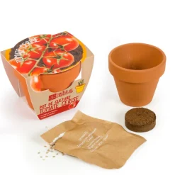 Tomate cherry ecológico en maceta - Radis et Capucine